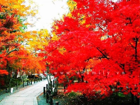 Chín điểm đón thu đẹp nhất Trung Quốc ảnh 11