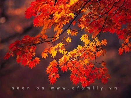 Chín điểm đón thu đẹp nhất Trung Quốc ảnh 12