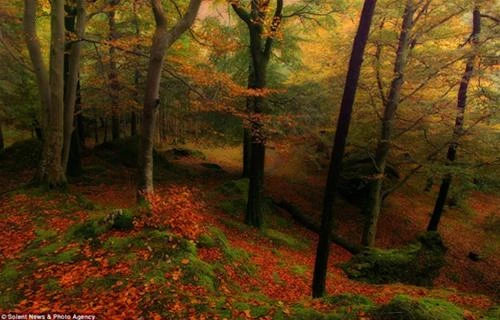 Lung linh "mùa thu ấm" nước Anh ảnh 2