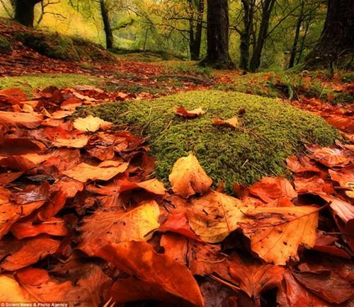 Lung linh "mùa thu ấm" nước Anh ảnh 3