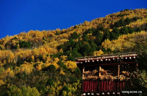 Mùa thu vàng về trên Tây Tạng