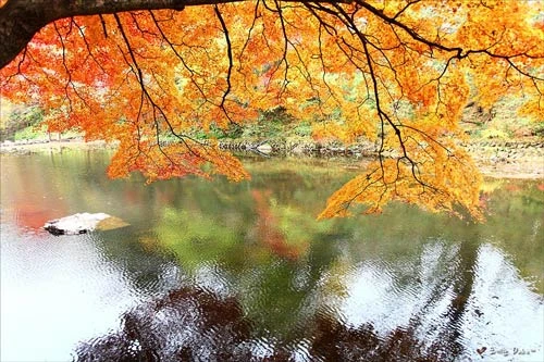 Đắm mình trong cảnh đẹp mùa thu xứ Hàn