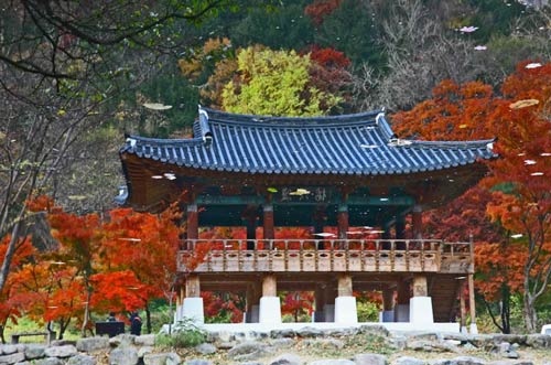 Đắm mình trong cảnh đẹp mùa thu xứ Hàn