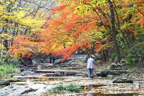 Đắm mình trong cảnh đẹp mùa thu xứ Hàn