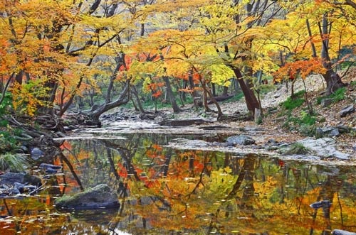 Đắm mình trong cảnh đẹp mùa thu xứ Hàn