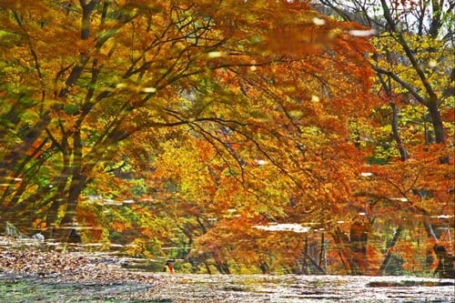 Đắm mình trong cảnh đẹp mùa thu xứ Hàn