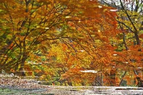 Đắm mình trong cảnh đẹp mùa thu xứ Hàn