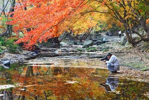 Đắm mình trong cảnh đẹp mùa thu xứ Hàn