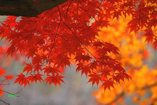 Đắm mình trong cảnh đẹp mùa thu xứ Hàn