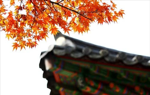 Đắm mình trong cảnh đẹp mùa thu xứ Hàn