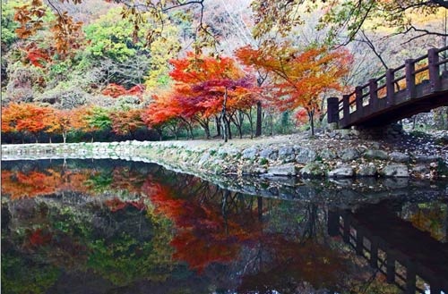 Đắm mình trong cảnh đẹp mùa thu xứ Hàn