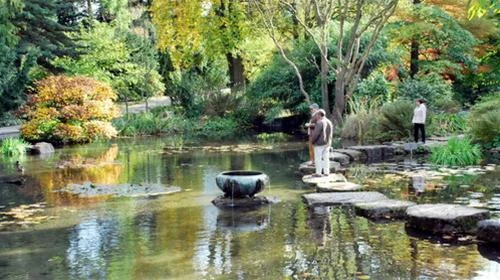 Không gian nhiều sắc màu của vườn Nhật Bản - Ảnh: Trung Uyên