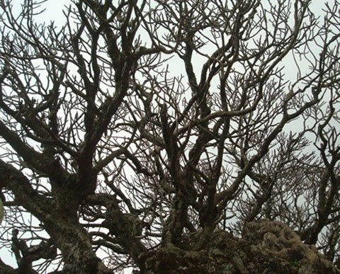 Cây đại 700 tuổi trên Yên Tử.