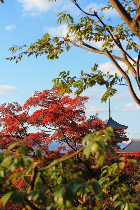 Chúng tôi tới Kyoto vào cuối tháng 11 khi rừng phong đã hoàn toàn thay lá.