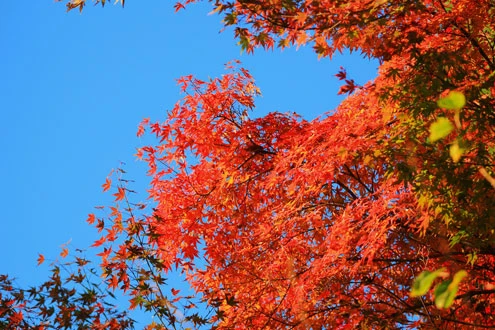 Chúng tôi tới Kyoto vào cuối tháng 11 khi rừng phong đã hoàn toàn thay lá. Bất cứ đầu, chúng tôi cũng bắt gặp sắc đỏ rực rỡ, lấn át màu xanh của những loài cây khác. Đất nước mặt trời mọc có hai mùa đẹp nhất là mùa hoa anh đào và mùa lá đỏ. Mùa anh đào nở ngắn ngủi vào mùa xuân. Còn mùa lá đỏ, người Nhật gọi là "Momijigari", bắt đầu cuối tháng 9 đến hết tháng 11.