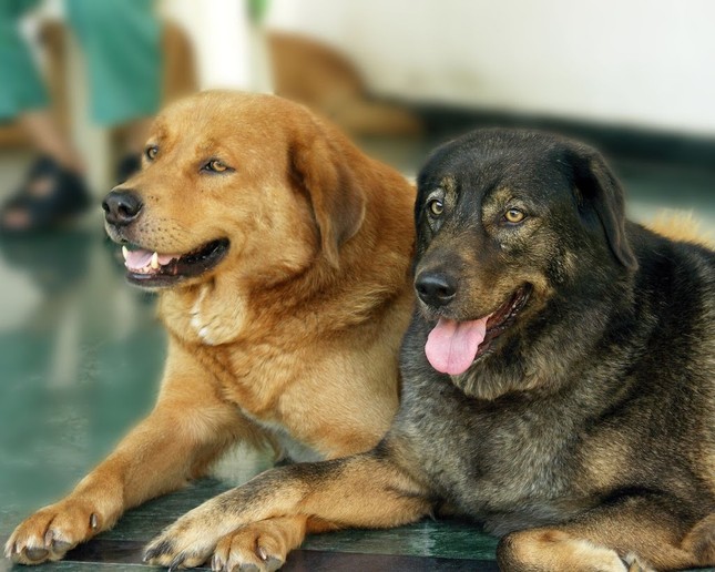 Chó đói gặm xương ảnh 1 wdog-friends.jpg