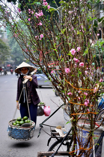 Hoa đào nở sớm trên phố đông Hà Nội