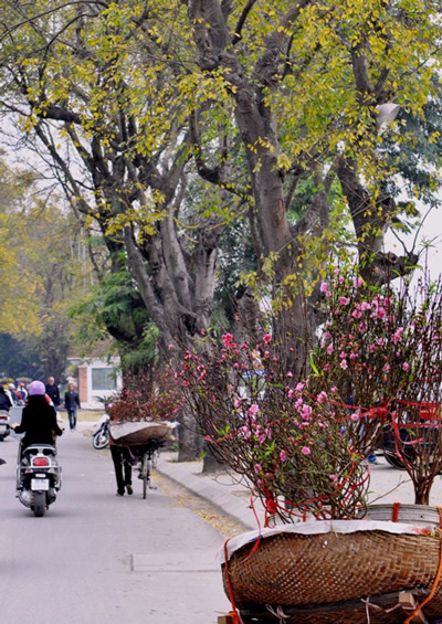 Hoa đào nở sớm trên phố đông Hà Nội