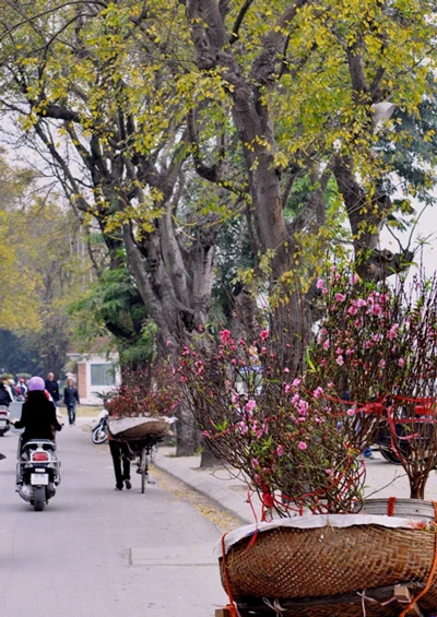 Hoa đào nở sớm trên phố đông Hà Nội