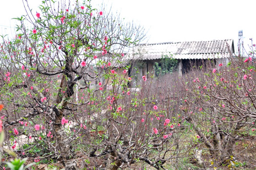 Hoa đào nở sớm trên phố đông Hà Nội