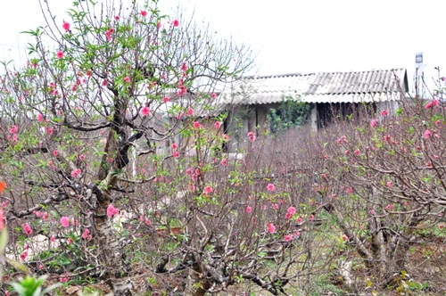 Hoa đào nở sớm trên phố đông Hà Nội