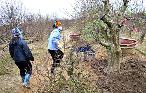 Hoa đào nở sớm trên phố đông Hà Nội