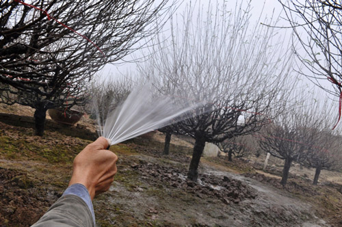 Hoa đào nở sớm trên phố đông Hà Nội