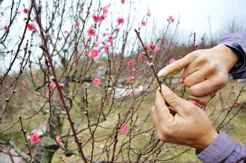 Hoa đào nở sớm trên phố đông Hà Nội