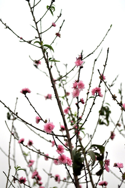 Hoa đào nở sớm trên phố đông Hà Nội