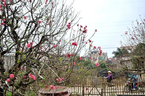 Hoa đào nở sớm trên phố đông Hà Nội