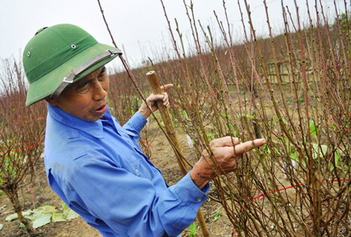 Hoa đào nở sớm trên phố đông Hà Nội
