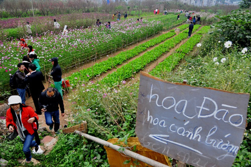 Hoa đào nở sớm trên phố đông Hà Nội