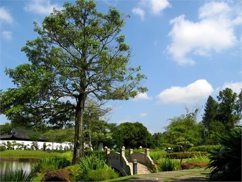Có hai cửa để vào Chinese Garden: một cổng phụ từ ga tàu điện cùng tên và một cổng chính ở phía Tây. Nằm ngay gần cổng chính là cây cầu White Rainbow – cầu vồng trắng. Đúng như tên gọi của nó, thành cây cầu này sơn hoàn toàn bằng một màu trắng sang trọng, nó mô phỏng phong cách cây cầu 17-Arch trong cung điện Mùa hè ở Bắc Kinh. Đứng trên Cầu Vồng Trắng sẽ dễ dàng quan sát thấy chùa tháp đôi – Twin Pagodas tráng lệ được xây dựng nổi trên mặt hồ cách đó không xa. Đi qua Cầu Vồng Trắng là đến một khu nhà với nhiều khung cửa tò vò - kiểu kiến trúc nổi tiếng và tiêu biểu của Trung Hoa. Ngay sau khu cửa chính của tòa nhà này là một ao cá nhỏ mang tên “Thiên đường của những chú cá”. Người ta cũng dành riêng một phần không gian để làm bảo tàng rùa sống. Tại đây còn có hai khoảng sân chung nằm giữa các gian nhà – kiểu sân phổ biến ở những ngôi nhà Trung Hoa truyền thống. Hình ảnh Tea house – ngôi nhà để thưởng thức trà trong khuôn viên Chinese garden. Nó là kiến trúc thu nhỏ dựa theo phong cách thiết kế cầu kỳ của phòng trưng bày nghệ thuật xoáy trôn ốc ở cung điện Mùa hè (Bắc Kinh). Ngồi tại Tea house có thể ngắm nhìn Stone boat – cũng là một kiểu kiến trúc truyền thống đặc trưng của Trung Hoa nằm chênh chếch trên mặt hồ phía đối diện. Đây là hình ảnh nhìn từ phía ngoài vườn bonsai trong Chinese garden. Khu này bắt đầu mở cửa vào tháng 6 năm 1992 và được đầu tư không ít tiền của để trở thành vườn Bonsai tầm cỡ thế giới với hàng ngàn chậu bonsai được nhập khẩu chủ yếu từ Trung Quốc cùng các chuyên gia hàng đầu trong lĩnh vực này. Do nằm trên hai hòn đảo thuộc hồ Jurong nên khuôn viên Chinese garden có rất nhiều cầu: từ những chiếc cầu lớn cho đến những chiếc cầu be bé xinh xinh tô điểm cho khung cảnh thêm nên thơ. Chiếc cầu này nằm trong “Garden of Abundance” – khu vườn phồn thịnh. Nơi đây có trồng cây lựu một trăm năm tuổi và trưng bày tượng đá mười hai con giáp. Ngọn tháp vươn lên phía sau những bóng cây xanh mướt mát là tháp Nhập vân. Tòa tháp này gồm bảy tầng và được thiết kế phỏng theo một ngôi chùa ở Nam Kinh (Trung Quốc). Leo lên đỉnh tháp Nhập Vân có thể ngắm nhìn bao quát toàn bộ khuôn viên Chinese Garden. Trong hình là chiếc cầu nối giữa Chinese Garden và Japanese Garden. Dọc bên con đường gần tháp Nhập Vân là tượng của tám vị anh hùng Trung Hoa cổ đại. Không gian xanh thanh bình của một trong những công viên nổi tiếng nhất trên đảo quốc Sư tử. Thăm vườn Trung Hoa ở Singapore