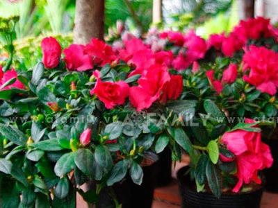 Chọn hoa, cây cảnh cho nhà đẹp ngày Tết ảnh 5