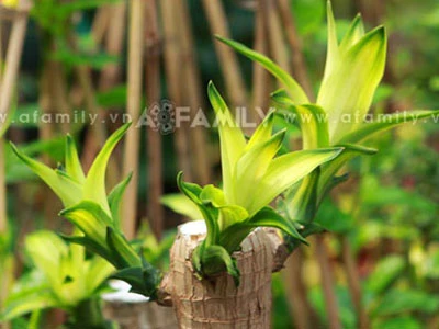 Chọn hoa, cây cảnh cho nhà đẹp ngày Tết ảnh 2