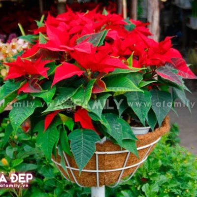 Chọn hoa, cây cảnh cho nhà đẹp ngày Tết ảnh 4