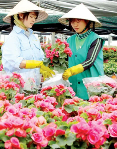 Phương Nam khoe sắc ảnh 2