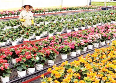 Phương Nam khoe sắc ảnh 6
