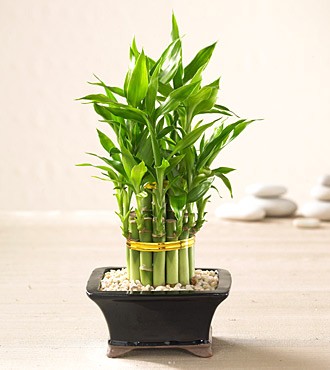 Chọn hoa, cây cảnh cho nhà đẹp ngày Tết ảnh 1 choncayphattai_3.jpg