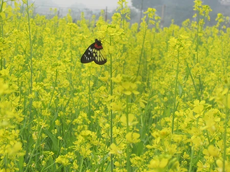 Những chú bướm thả sức bay lượn khắp cánh đồng hoa cải.