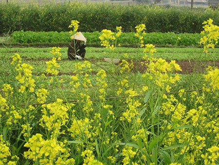 Hoa nở khoảng 20 ngày thì bà con nông dân cắt về phơi khô để gieo vào vụ sau. Hoa nở khoảng 20 ngày thì bà con nông dân cắt về phơi khô để gieo vào vụ sau.