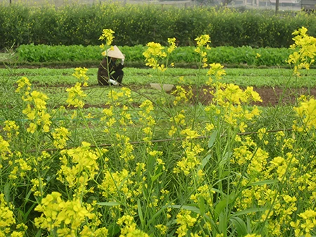 Hoa nở khoảng 20 ngày thì bà con nông dân cắt về phơi khô để gieo vào vụ sau.