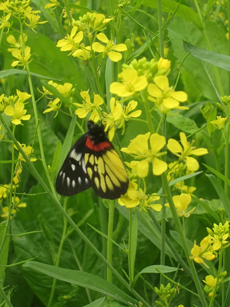 Hay ẩn mình trong búp hoa non.