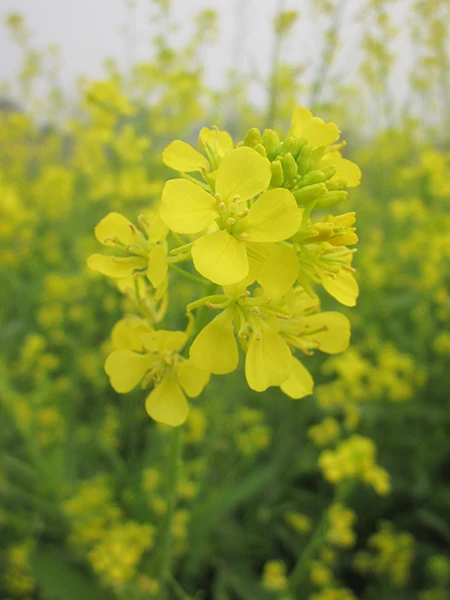 Từng bông nhỏ khẽ đưa trong gió nhẹ.