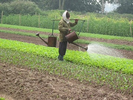 Người nông dân cần mẫn chăm bón những cây cải xanh nhỏ.