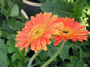 10 loại hoa mang may mắn cho tết Nhâm Thìn