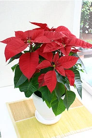 10 loại hoa mang may mắn cho tết Nhâm Thìn