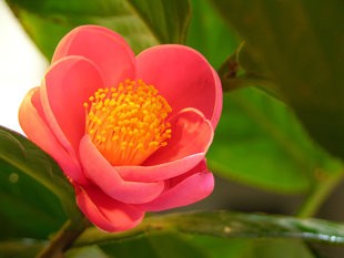 10 loại hoa mang may mắn cho tết Nhâm Thìn