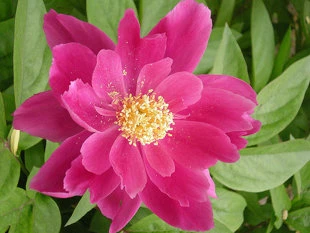 10 loại hoa mang may mắn cho tết Nhâm Thìn