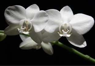 10 loại hoa mang may mắn cho tết Nhâm Thìn